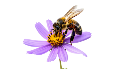 A bee gathers nectar from a purple flower, with yellow center. Isolated on black background