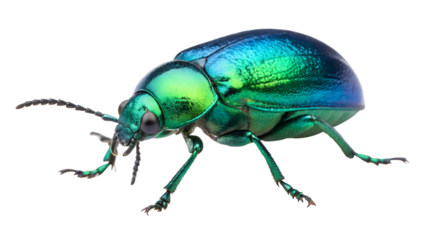 Isolated iridescent beetle specimen close-up, vibrant colors, metallic sheen, detailed insect shot	
