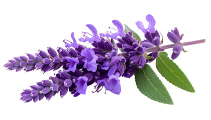 A close-up of lavender blossoms with green leaves, isolated on a black background © Aan