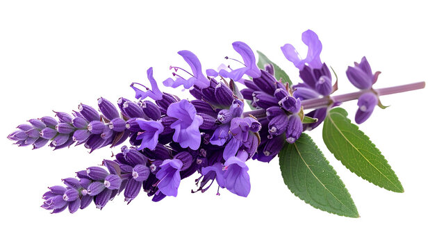 A close-up of lavender blossoms with green leaves, isolated on a black background