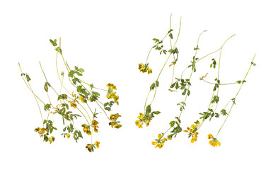 photograph of two clusters of tiny yellow wildflower blossoms and green foliage, possibly a type of clover or medic, isolated on a stark transparent background.
