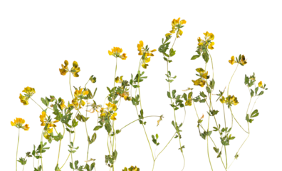 dense arrangement of small yellow wildflowers with thin green stems, possibly lotus corniculatus or trefoil, isolated cleanly against a sharp transparent background photograph.