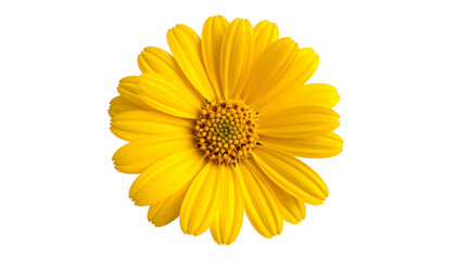 Naklejka premium A vibrant, close-up view of a golden-yellow flower with a textured center and petals