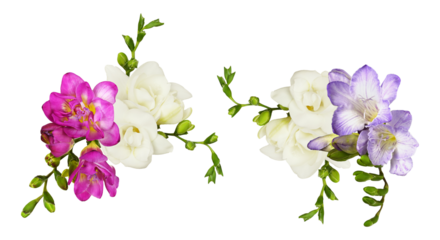 split arrangement of colorful freesia flower clusters, isolated high-resolution photograph on a transparent background, featuring contrasting white, pink, and purple blossoms.