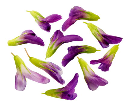 circular arrangement of vibrant purple and green butterfly pea flower petals, isolated high-resolution photograph on a plain transparent background.