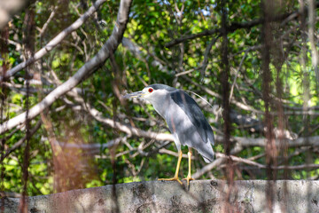 Fototapeta premium A White Heron Perched on a Stone Wall Amidst Dense Tree Branches in a Natural Habitat