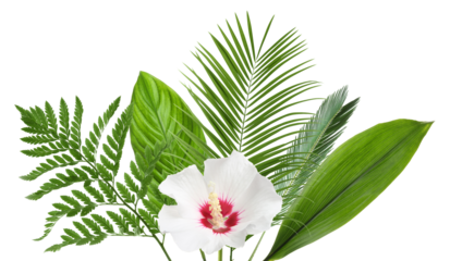 vivid tropical floral arrangement featuring lush green foliage, various palm fronds, fern leaves, and a large white hibiscus bloom, isolated on black.