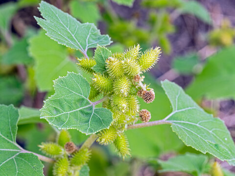 Detail of the green leaves and seed heads of a rough cocklebur (Xanthium strumarium) in central Oregon