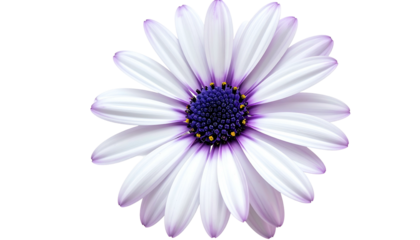 A digitally rendered, isolated close-up of a daisy with white, purple, and yellow hues
