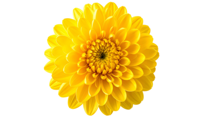 A bright yellow chrysanthemum flower with many petals, centered on a black background
