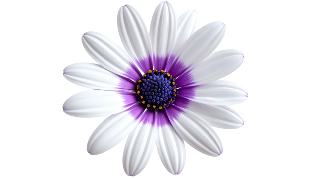 A vibrant, close-up image of a daisy with white petals and a purple-centered core