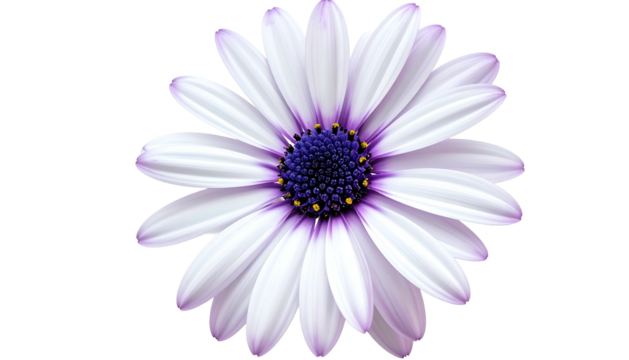 A digitally rendered, isolated close-up of a daisy with white, purple, and yellow hues