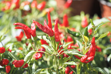 Bright red chili peppers growing in a sunny garden