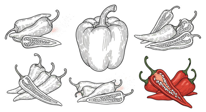 Hand-drawn illustration of peppers, including bell peppers, habaneros, and chilis, with cross-sections, in a detailed and vintage etching style.