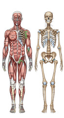 Human Anatomy Comparison Muscular System Versus Skeletal System Medical Illustration Science Education