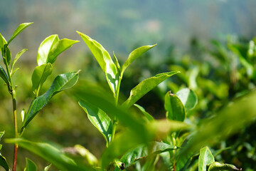 Vibrant Young Tea Leaves on a Tea Bush