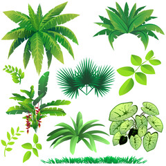 Realistic Jungle Trees and Plants &ndash; Tropical Forest Botanical Vector Art