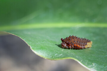 Detailed macro close up of spiky ladybug larva, an insect in its nymph stage on vibrant green leaf. This wildlife in nature shows fascinating biology of small bug