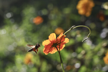 Peaceful honeybee flying towards vibrant orange cosmos flower in beautiful summer garden. This delicate moment in nature captures insect during pollination process