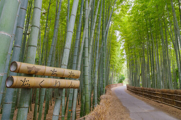 ちたの竹林（愛知県知多市）