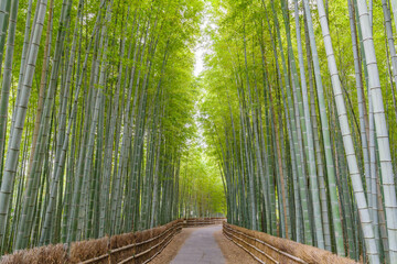 ちたの竹林（愛知県知多市）
