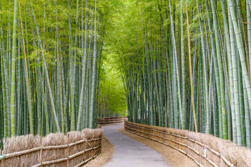 ちたの竹林（愛知県知多市）