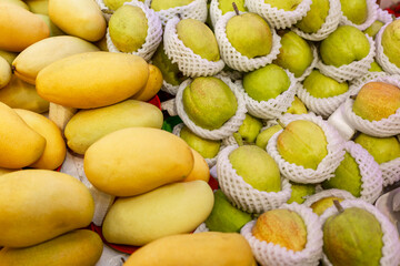Lots of ripe, juicy mangoes at the market. Vitamins and healthy eating. Close-up.