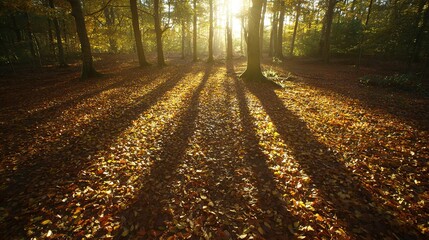 Autumn forest scene, with golden leaves and sunbeams casting shadows, serene woodland landscape, wide view, copy space