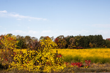 asparagus field in fall