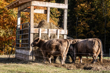 cows in a farm