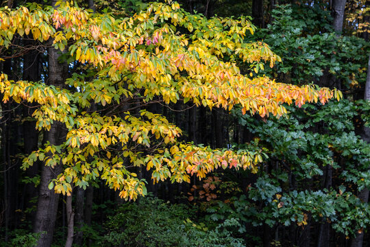 autumn leaves