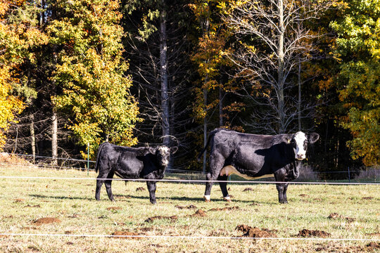 cows in a field