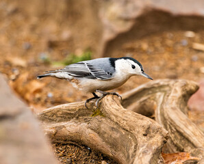 Close-up of White-breasted Nuthatch (Sitta carolinensis) Foraging on Exposed Tree Roots