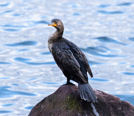 Close Up Of Double-crested Cormorant (Nannopterum auritum) Resting By The Lake