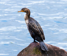 Close-up Portrait of Double-crested Cormorant (Nannopterum auritum) on Rock With Blue Water Background
