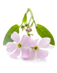 Close-up of delicate pink flowers with green leaves on a white background