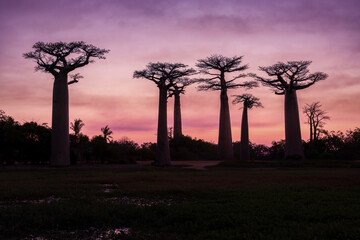 Beautiful sunset at Alley of the Baobabs 