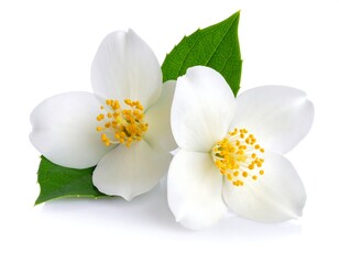 Close-up of two white flowers with yellow centers and green leaves