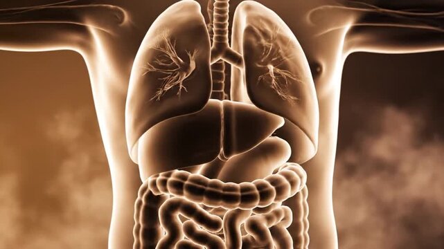 Animated Human Anatomy Visualization Showing Internal Organs Lungs Liver Intestines in a 3D Body Scan Style on Muted Gold Background for Educational Health and Scientific Content