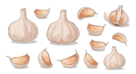 Fototapeta premium Artistic illustration of garlic bulbs and cloves in various forms and angles, showcasing detail and texture for food-related design projects.