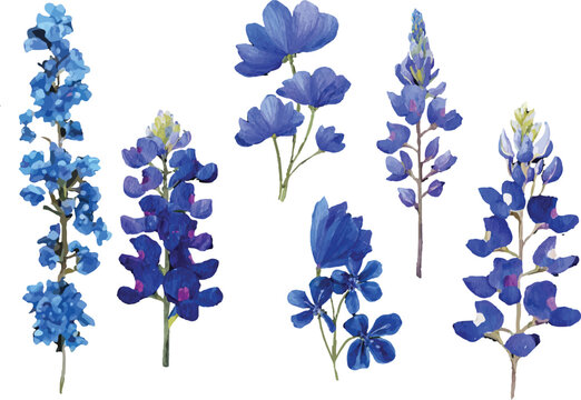 Bluebonnet flower watercolor clipart illustration isolated