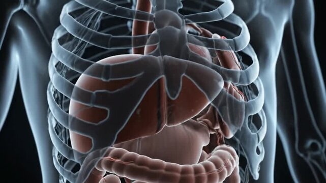 Medical Animation Featuring Semi-Transparent Human Torso Revealing Liver and Digestive System with Ribcage Detail in a Biomedical Setting for Educational Purposes 197 char