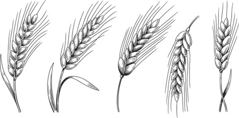 Black and white illustration of wheat ears and barley stems, detailed hand drawn line art agricultural grain plant vector design