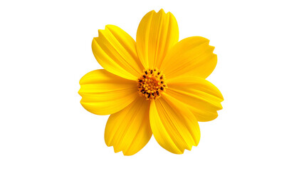 Isolated, bright yellow flower with many petals, detailed center, on a black background