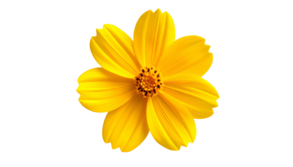 Isolated, bright yellow flower with many petals, detailed center, on a black background