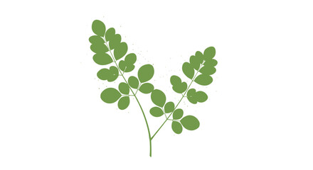 Obraz premium Green moringa leaves branch on a white background , with sunlight.