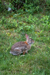 Cute Rabbit Sitting on Green Grass in a Sunny Garden During Spring