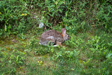 Cute Rabbit Sitting on Green Grass in a Sunny Garden During Spring