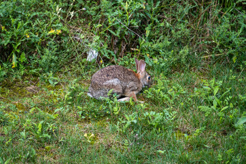 Cute Rabbit Sitting on Green Grass in a Sunny Garden During Spring