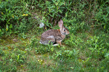Cute Rabbit Sitting on Green Grass in a Sunny Garden During Spring